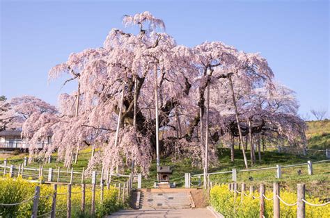 子孫樹|日本三大桜・三春滝桜の子孫、福島県の「滝桜ファミリー」13選。